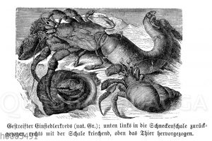 Pagurus striatus- Gestreifter Einsiedlerkrebs