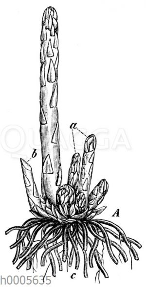 Spargel: Pflanze mit jungen Sprossen