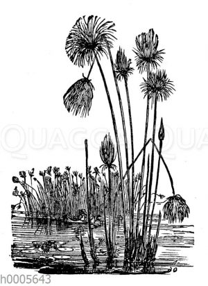 Papyrusstaude