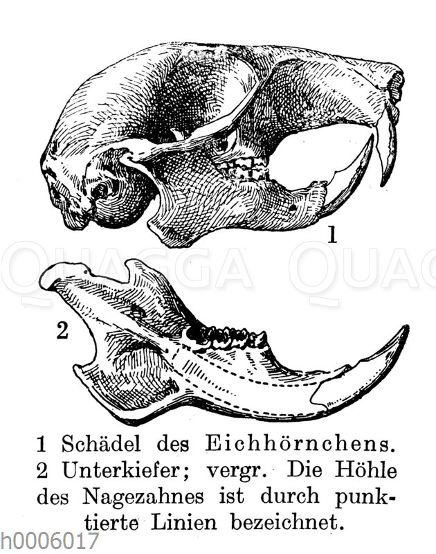 Eichhörnchen: Schädel