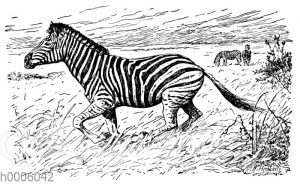 Zebra