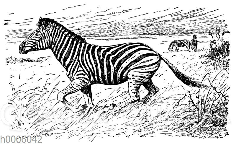 Zebra