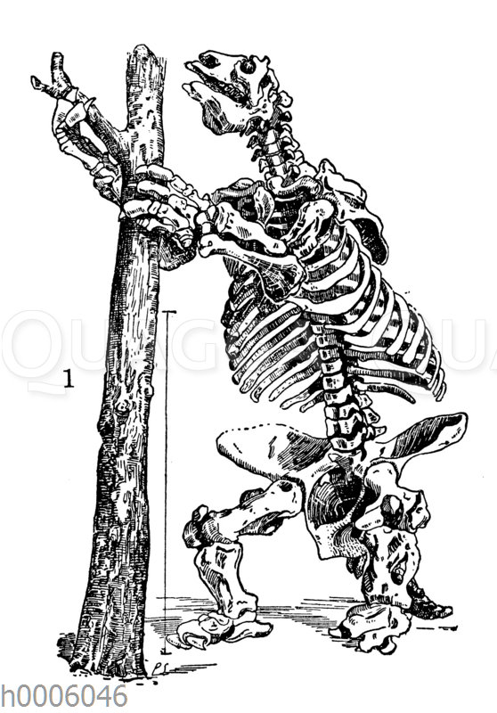 Riesenfaultier: Skelett