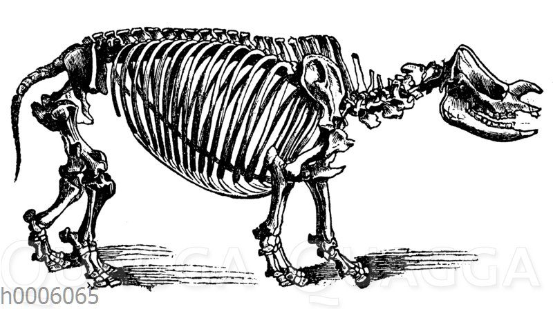 Nashorn: Skelett