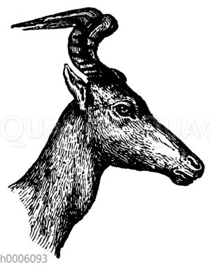 Ochsenantilope