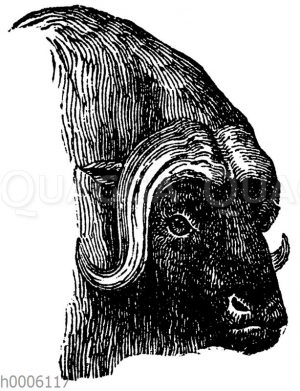 Bisamochse