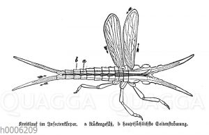 Insektenkörper: Kreislauf