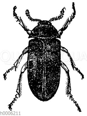 Speckkäfer