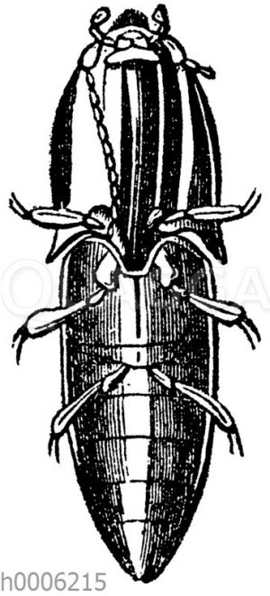 Schnellkäfer von unten