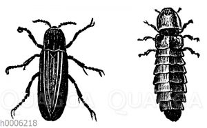 Leuchtkäfer