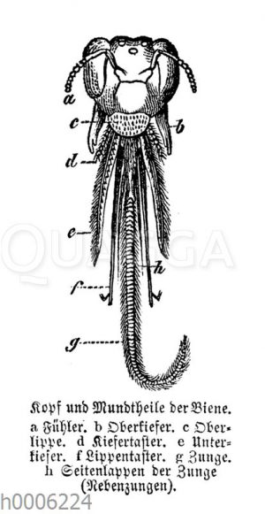 Biene: Kopf- und Mundteile