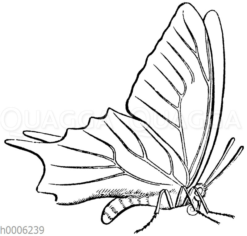 Schwalbenschwanz - Quagga Illustrations