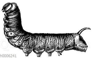 Ligusterschwärmer: Larve