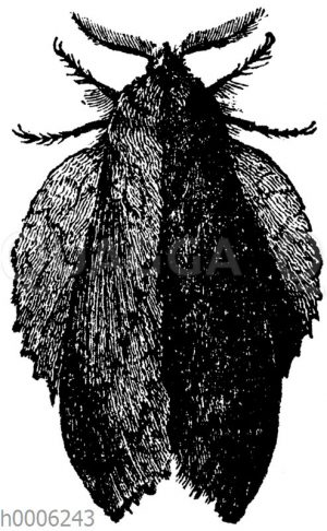Kupferglucke