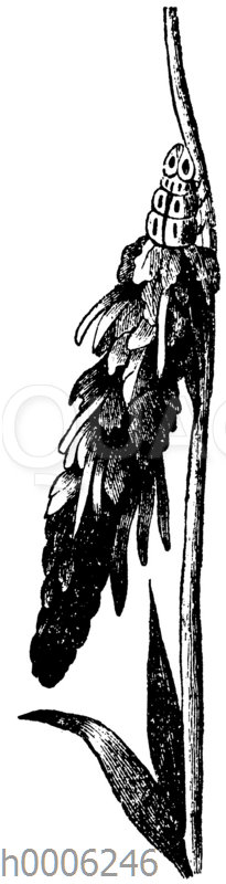 Grassackträger: Raupe