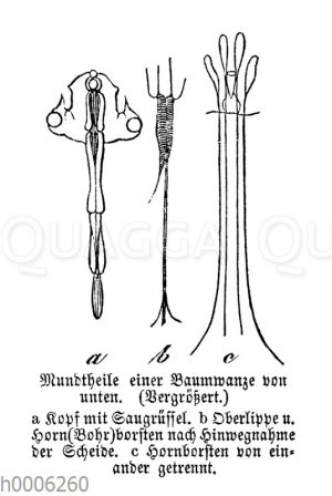 Baumwanze: Mundteile