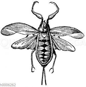 Wasserskorpion