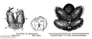 Kreuzspinne: Mundteile und Spinnwarzen