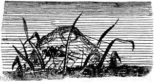 Wasserspinne