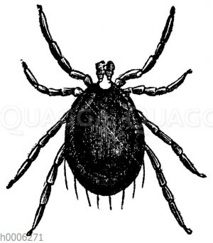 Gerandete Hundszecke