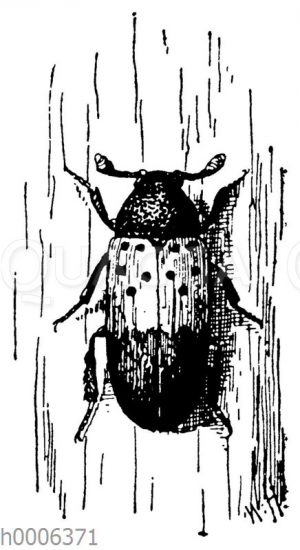 Speckkäfer