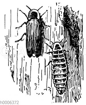 Großer Leuchtkäfer