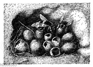 Erdhummel: Nest