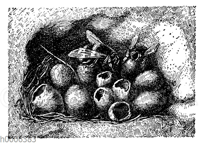 Erdhummel: Nest