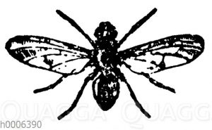 Käsefliege