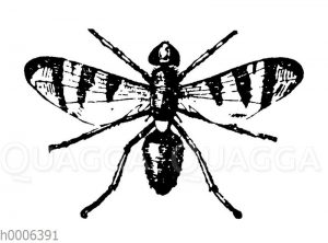 Kirschfliege