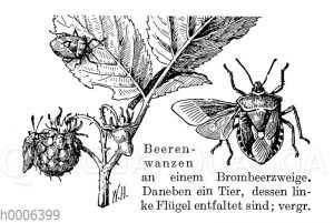 Beerenwanze