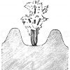Bleichsellerie