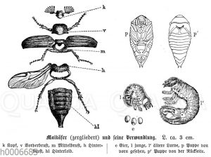 Maikäfer und seine Verwandlung