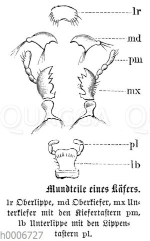 Käfer: Mundteile
