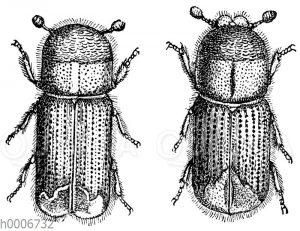 Borkenkäfer