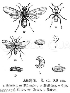 Ameisen: a Arbeiter m Männchen