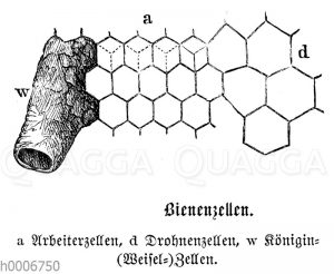 Honigbiene: Honigwaben