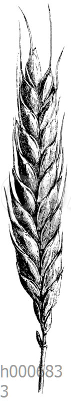 Weißer