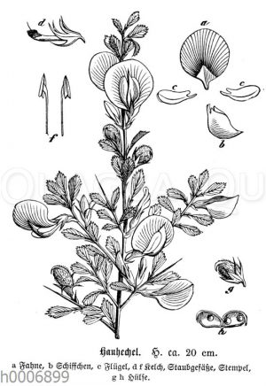 Hauhechel