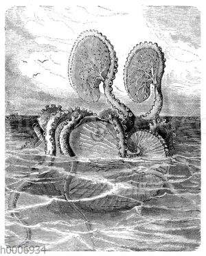 Papiernautilus