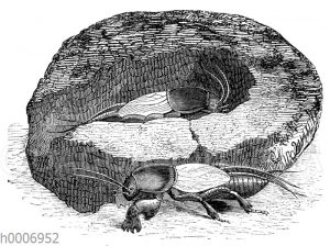 Maulwurfgrille und ihr Nest