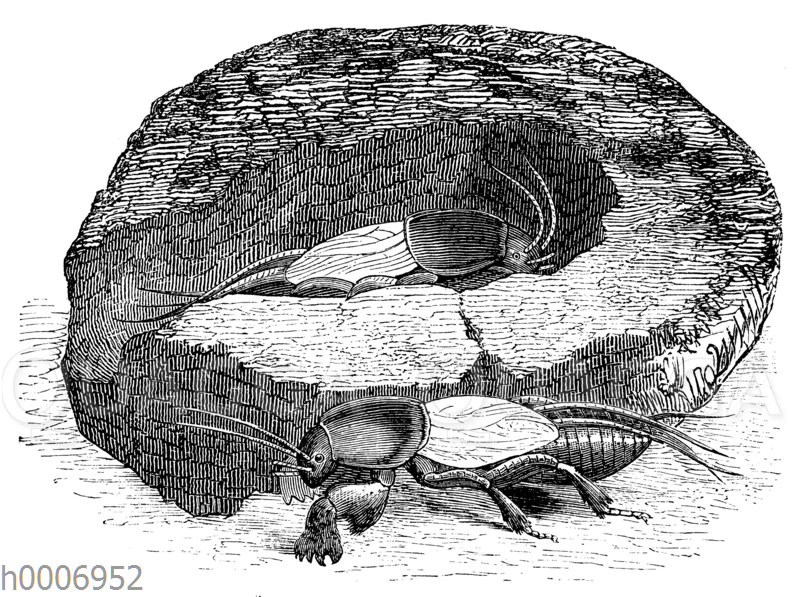 Maulwurfgrille und ihr Nest