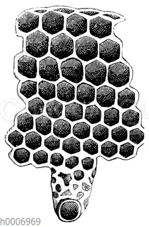Honigbiene: Zelle der Arbeitsbiene