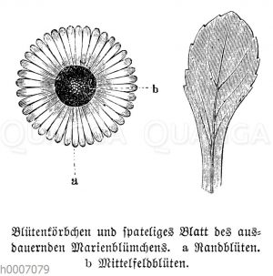 Gänseblümchen