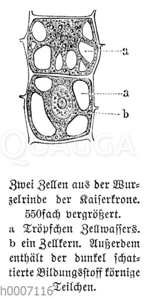 Pflanzenzellen