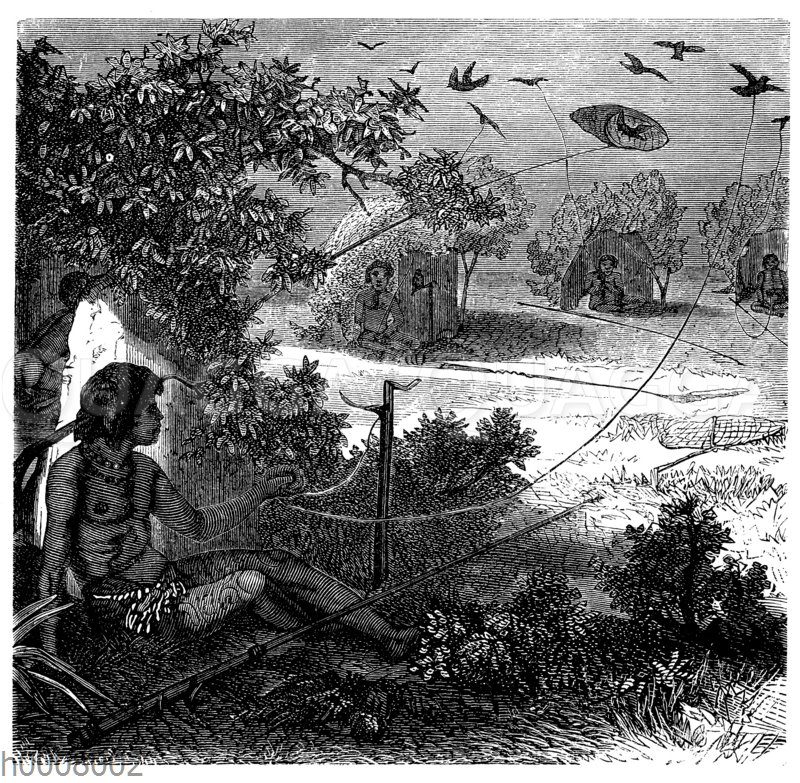 Taubenfang auf den Samoa-Inseln