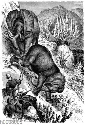 Herzog Ernst von Sachsen-Koburg-Gotha auf der Elefantenjagd in Mensa. Originalzeichnung von R. Kretschmer