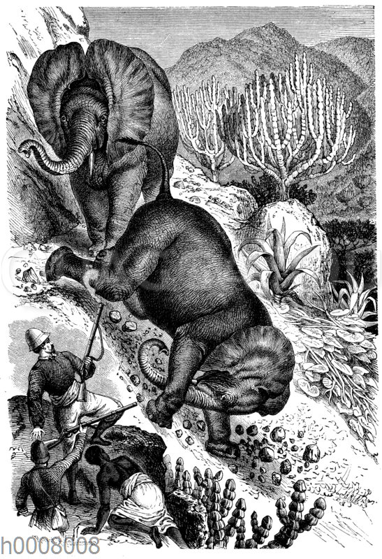 Herzog Ernst von Sachsen-Koburg-Gotha auf der Elefantenjagd in Mensa. Originalzeichnung von R. Kretschmer