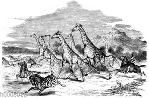 Giraffen und Zebras auf der Flucht vor dem Jäger
