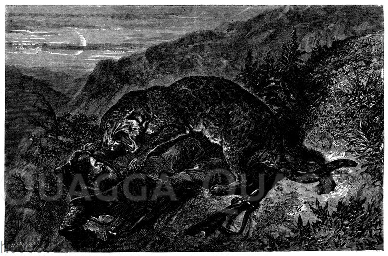 Leopard greift Jäger an